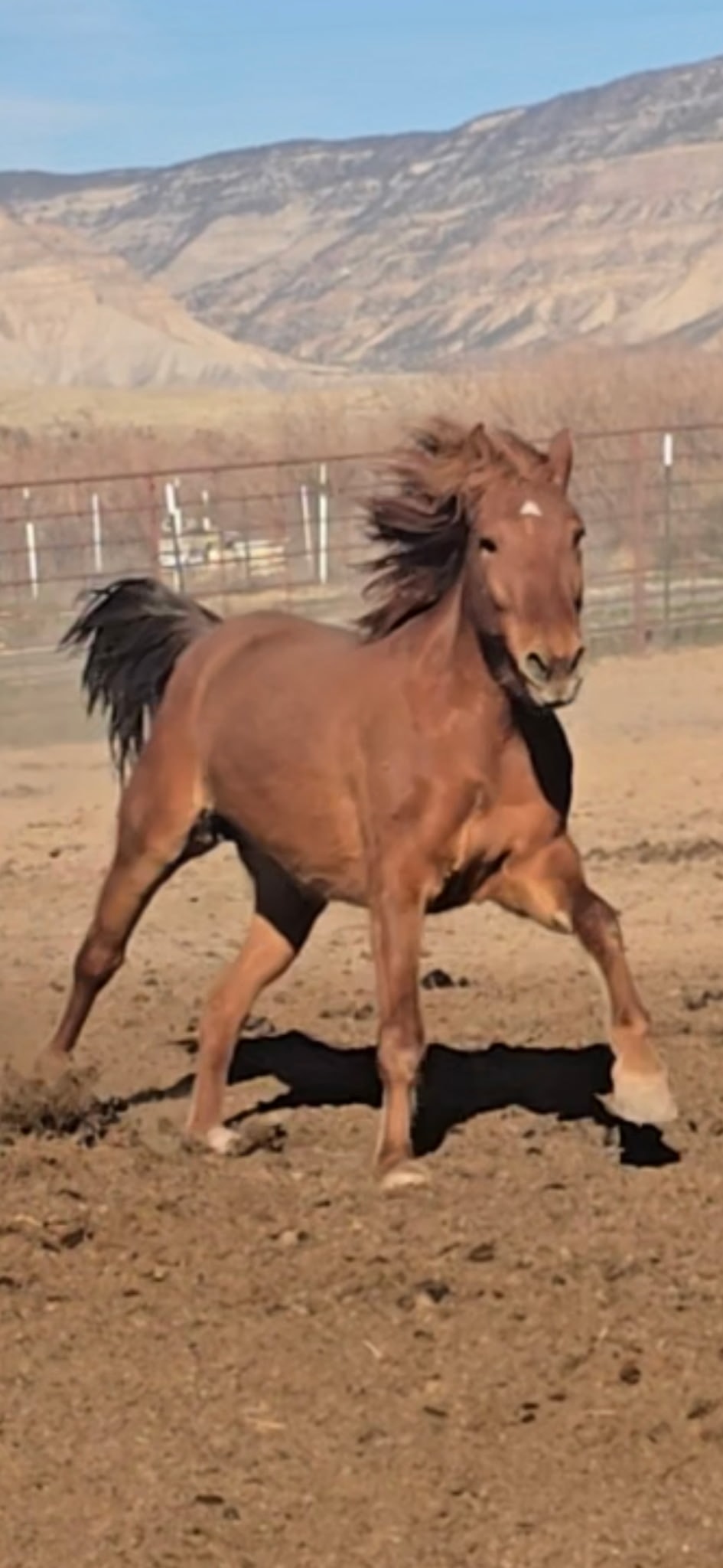 Scarlett — a mustang at Desert Gemini Mustangs