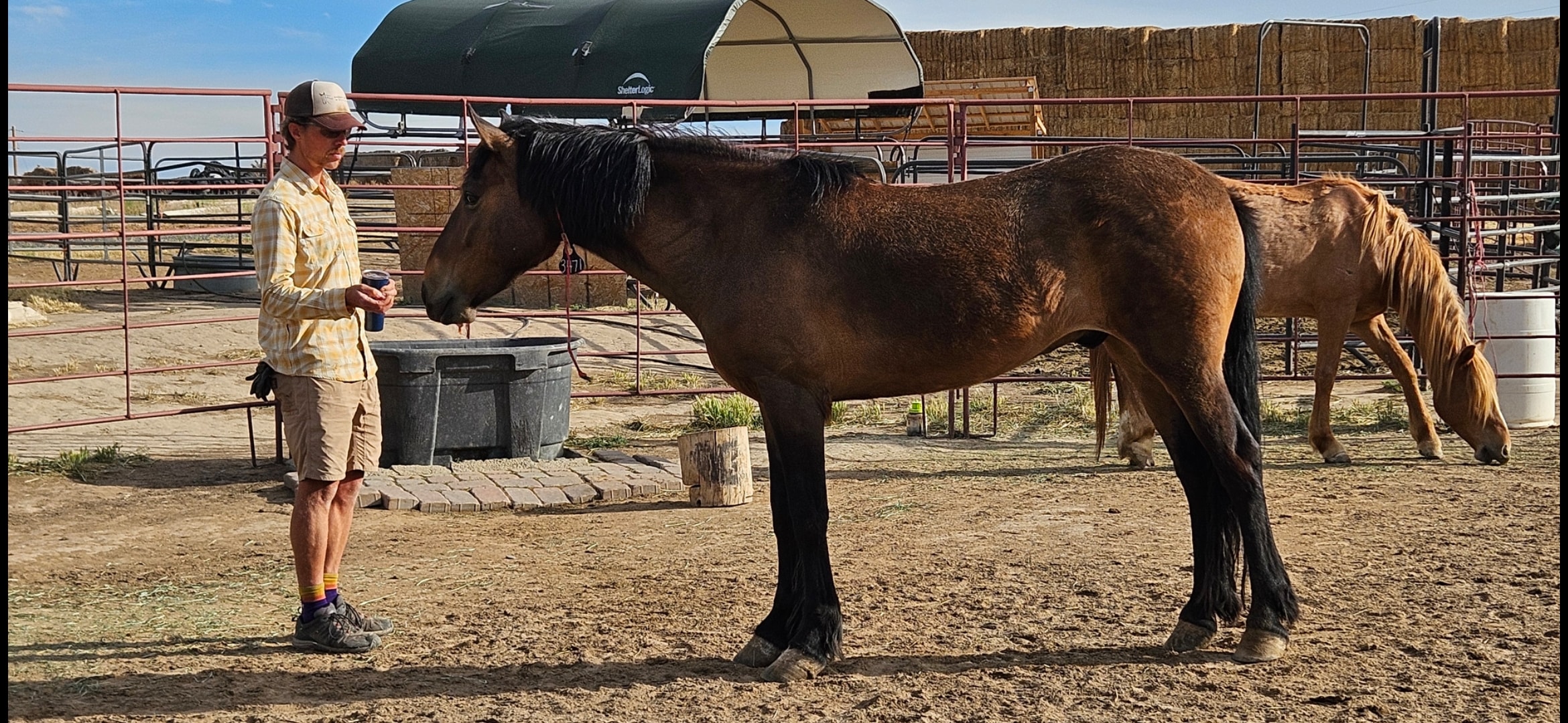 Cedar — Bay Wild Mustang