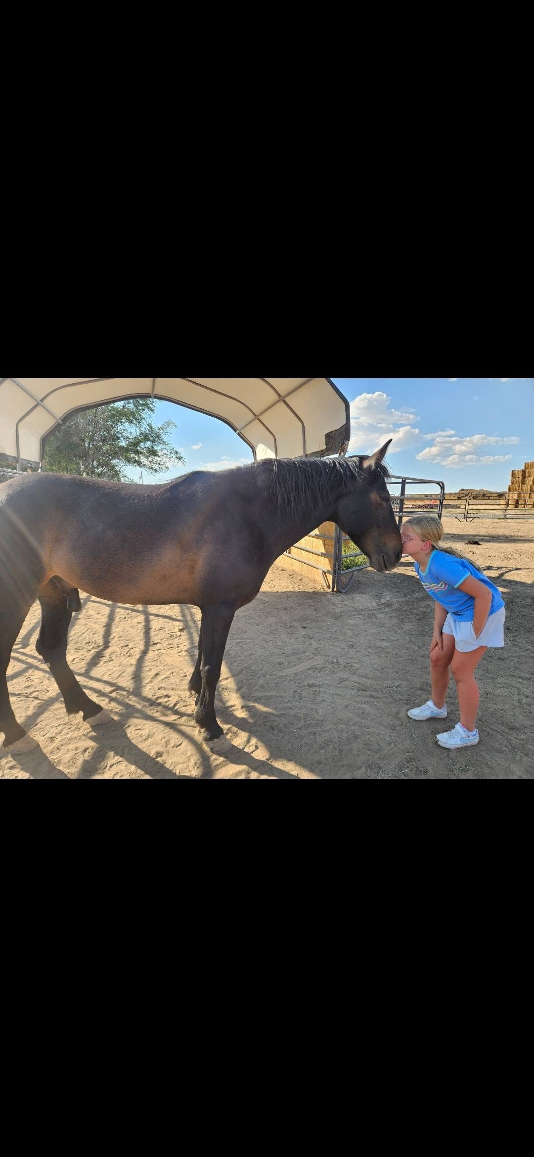 Cisco — Bay Wild Mustang
