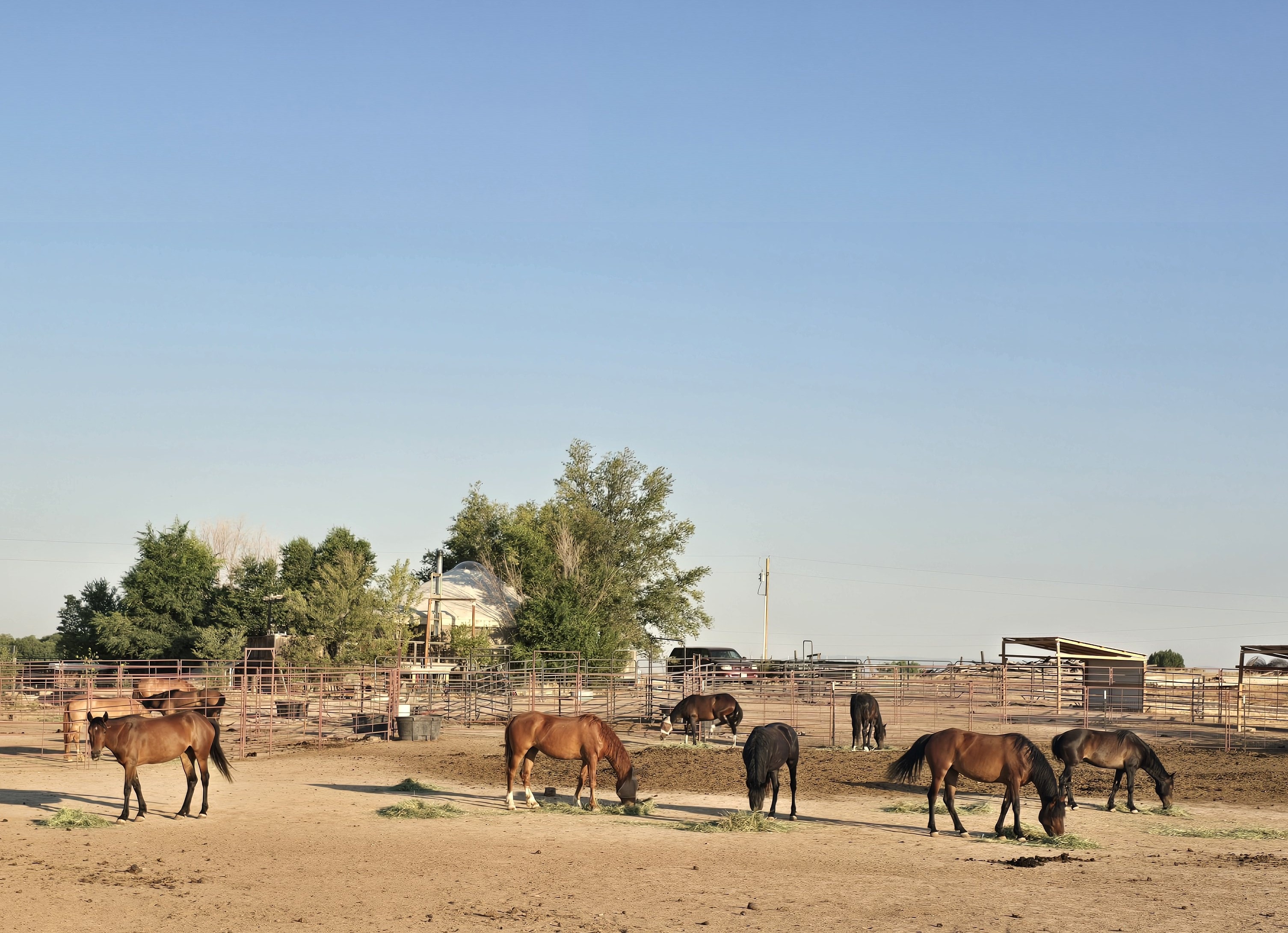 Mustang horses grazing in the desert