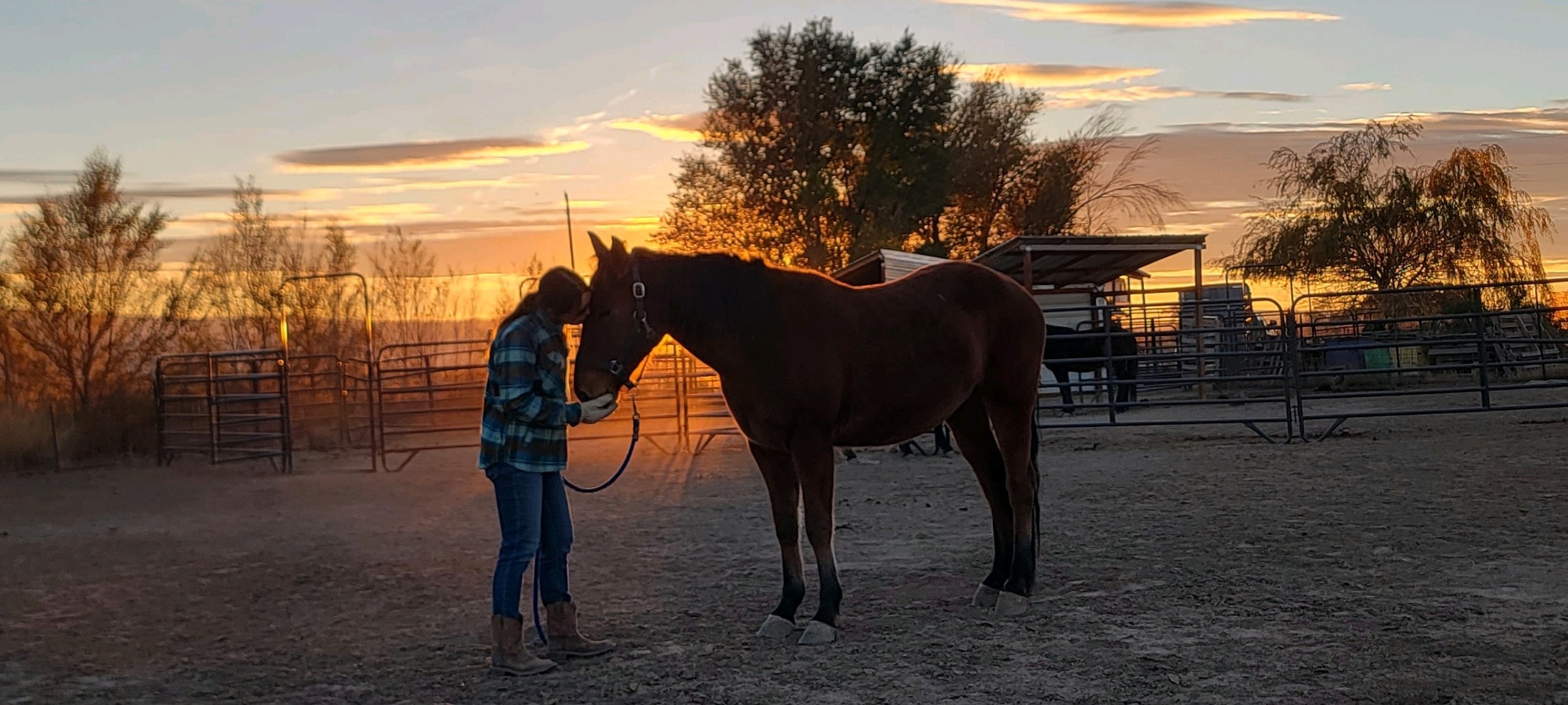 A volunteer caring for a mustang at Desert Gemini Mustangs