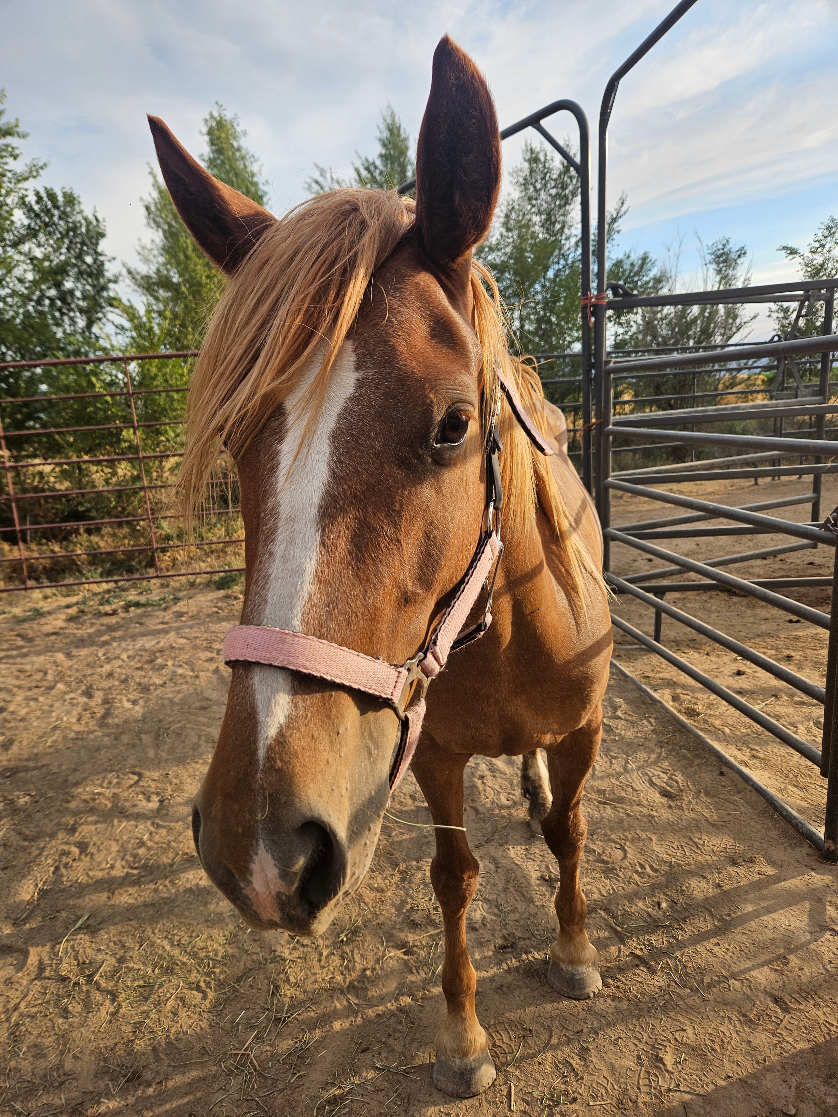 Tucson Rose — a mustang at Desert Gemini Mustangs