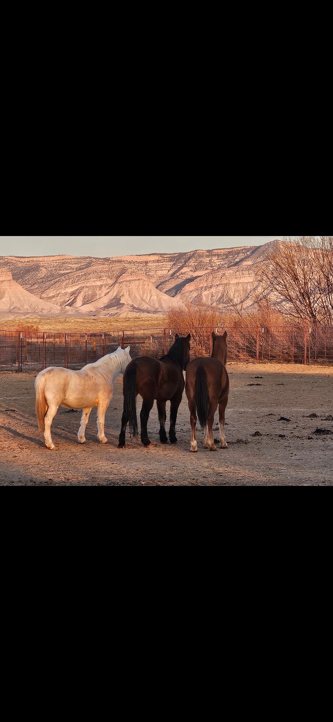 Person bonding with a mustang horse